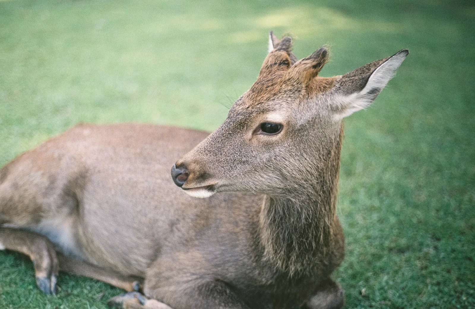 奈良公園で休む鹿の実写写真